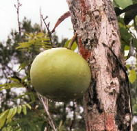 Calabash Tree Fruit Calabash Tree Fruit