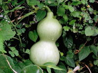 Calabash Vine Fruit Calabash Vine Fruit