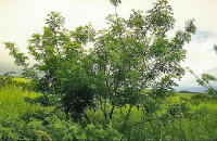 Madre de Cacao Tree Madre de Cacao Tree