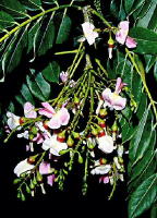 Madre de Cacao Tree Madre de Cacao Tree